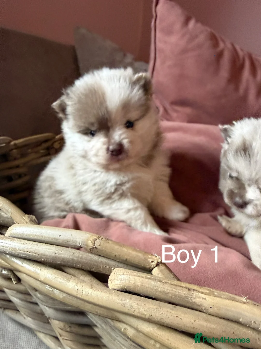 Pomeranian dogs for sale: Lilac Merle Babies - Petite, Quality, Teddy Pups - Advert 2