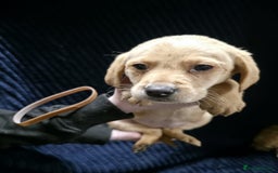 Labrador Retriever dogs for sale: Golden Labrador puppies  - Image 26