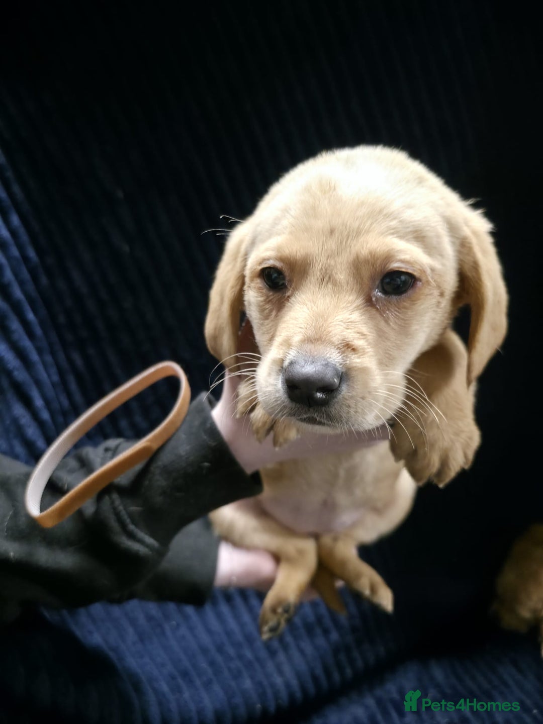 Labrador Retriever dogs for sale: Golden Labrador puppies  - Image 26