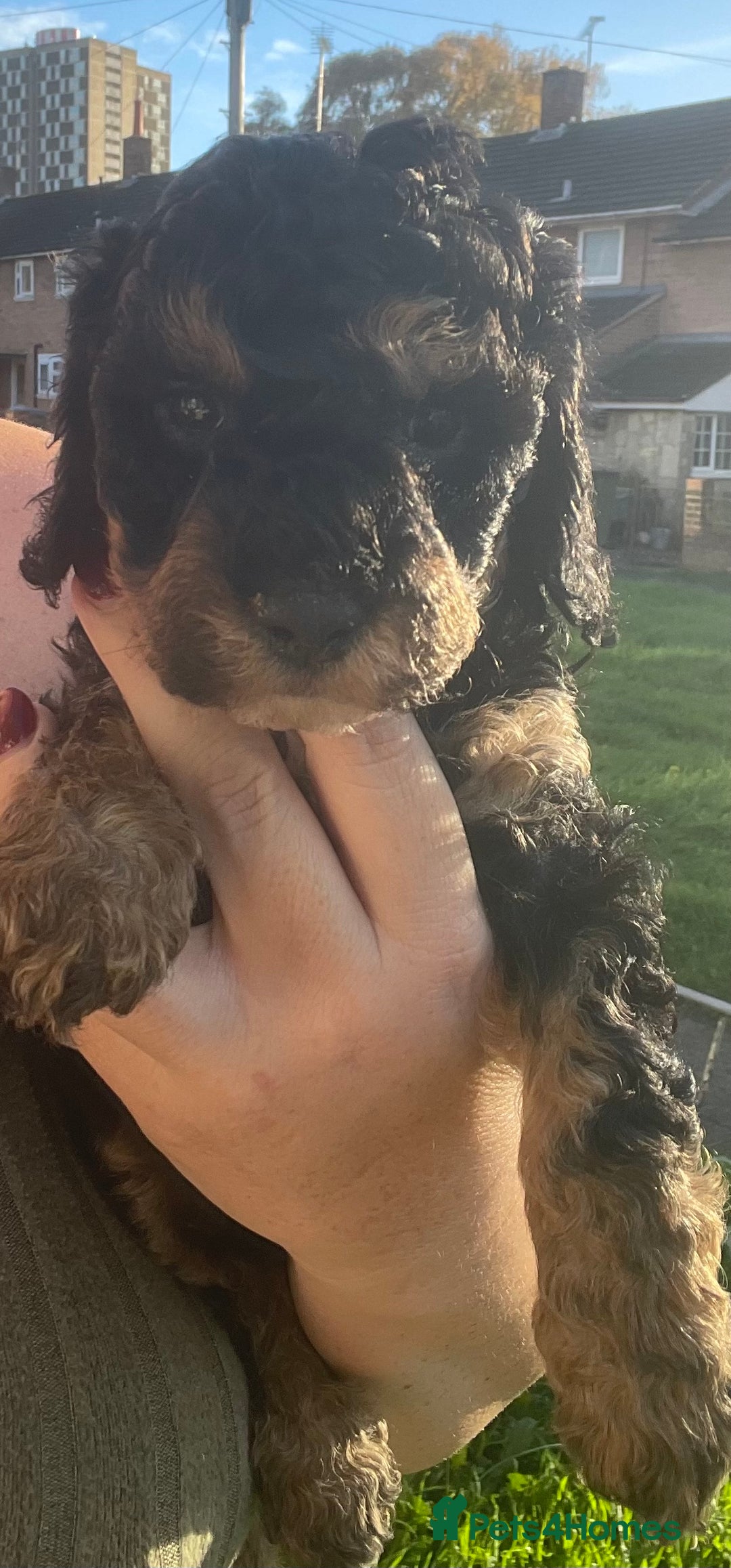 Maltipoo dogs for sale: F1B maltipoo - Image 10