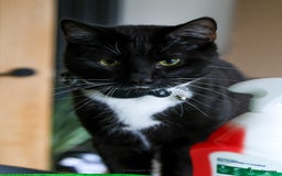 Domestic Shorthair cats for sale: Gentle Boy Cat Seeking Forever Family - Image 5