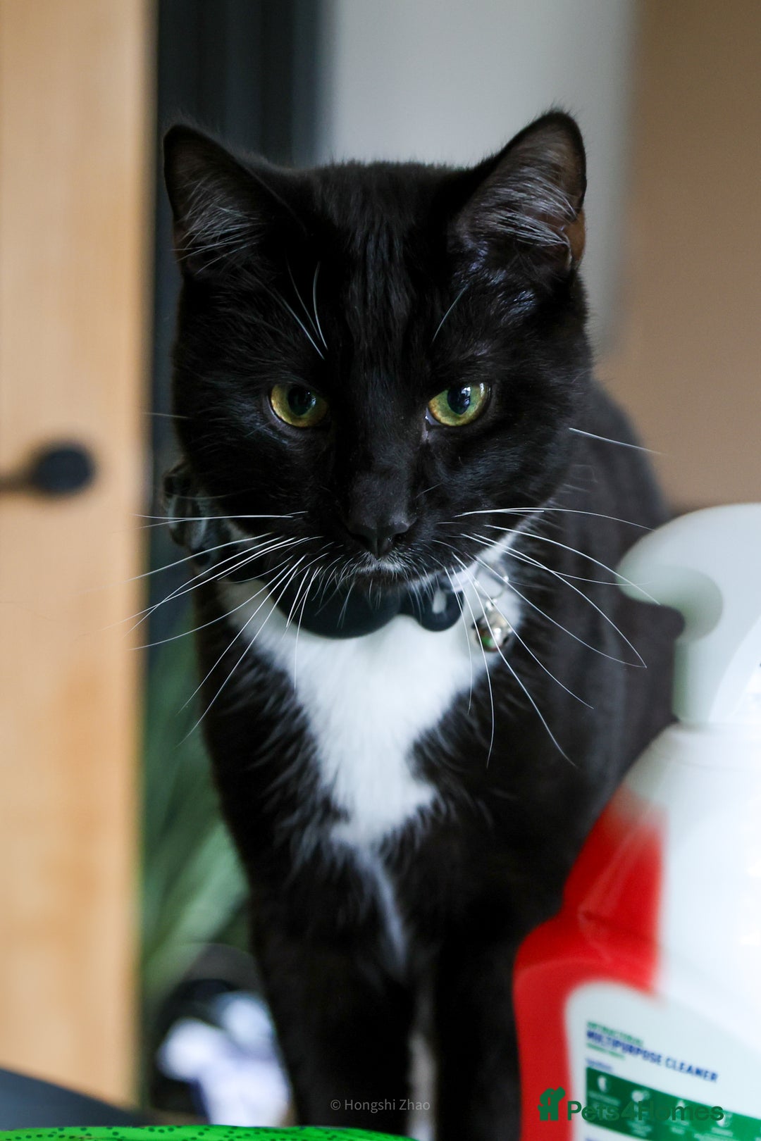 Domestic Shorthair cats for sale: Gentle Boy Cat Seeking Forever Family - Image 5