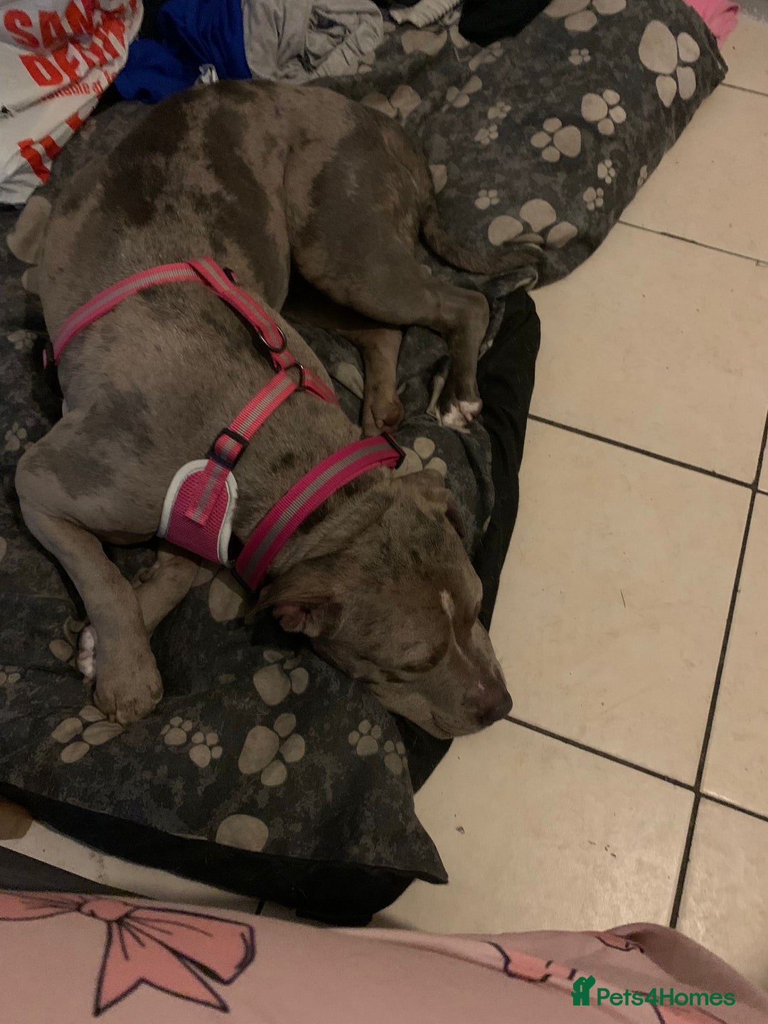 American Bulldog dogs for sale: American bulldog cross staff - Image 4
