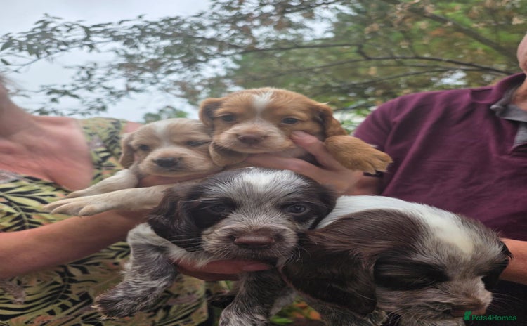 Cocker Spaniel dogs - Advert 16