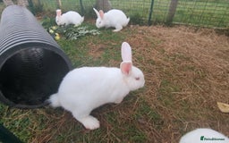 New Zealand rabbits for sale: 🐰 New Zealand White Rabbits – Friendly, Healthy🐰 - Image 15