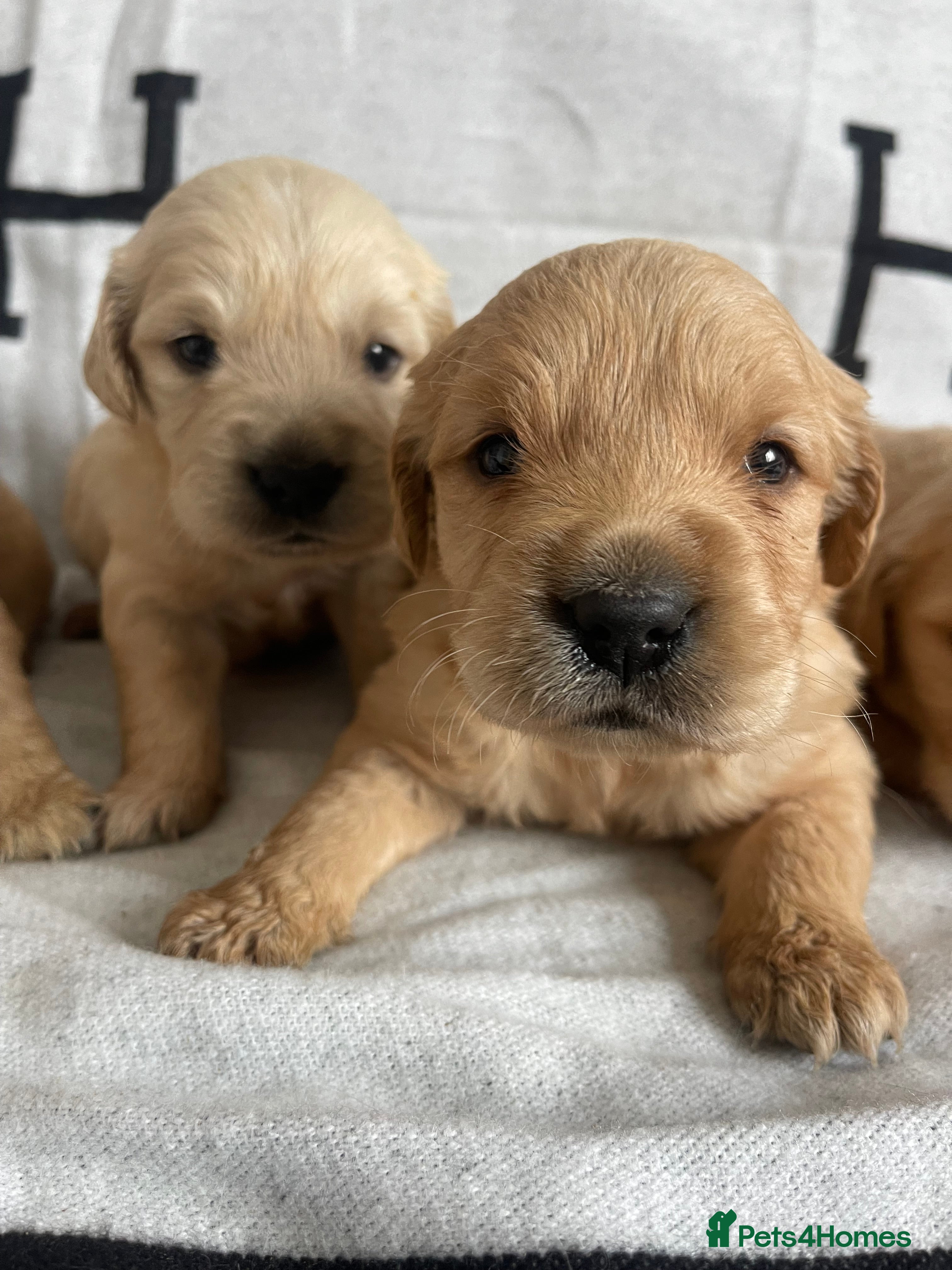 Golden Retriever dogs BEAUTIFUL DNA TESTED RETRIEVERS - Advert 5