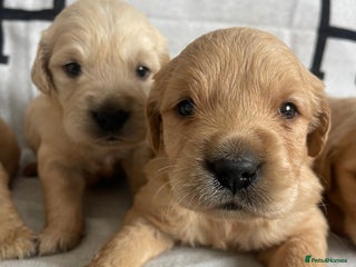 Golden Retriever dogs BEAUTIFUL DNA TESTED RETRIEVERS - Advert 5