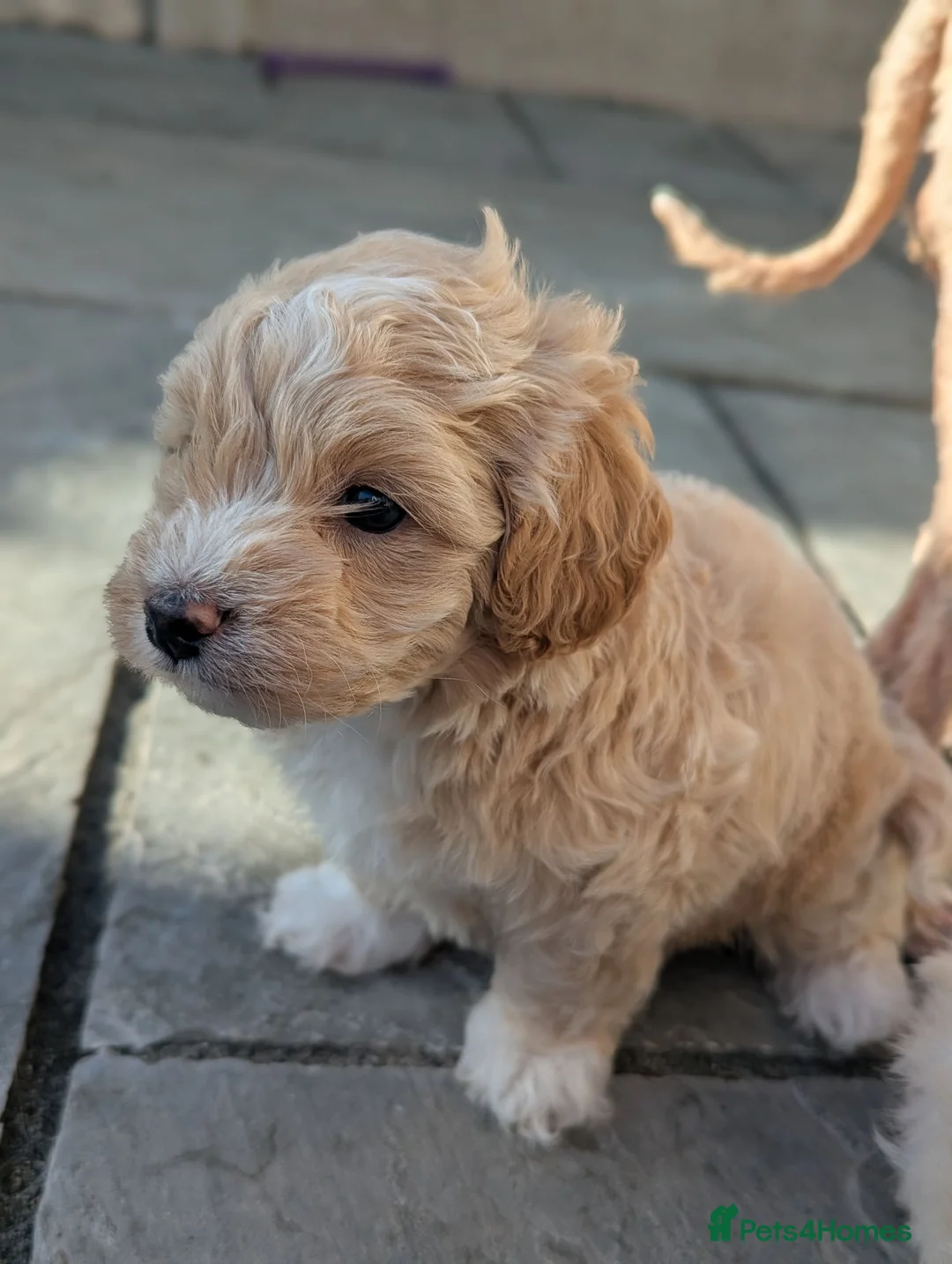 Maltipoo dogs for sale: Toy Maltipoo puppies - DNA health tested parents! - Advert 2