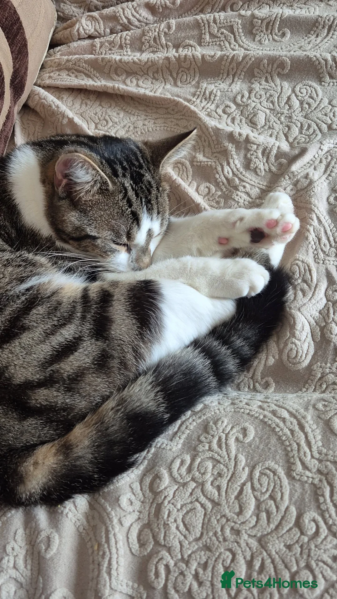 Tibetan cats for sale: Beautiful male cat - Advert 2