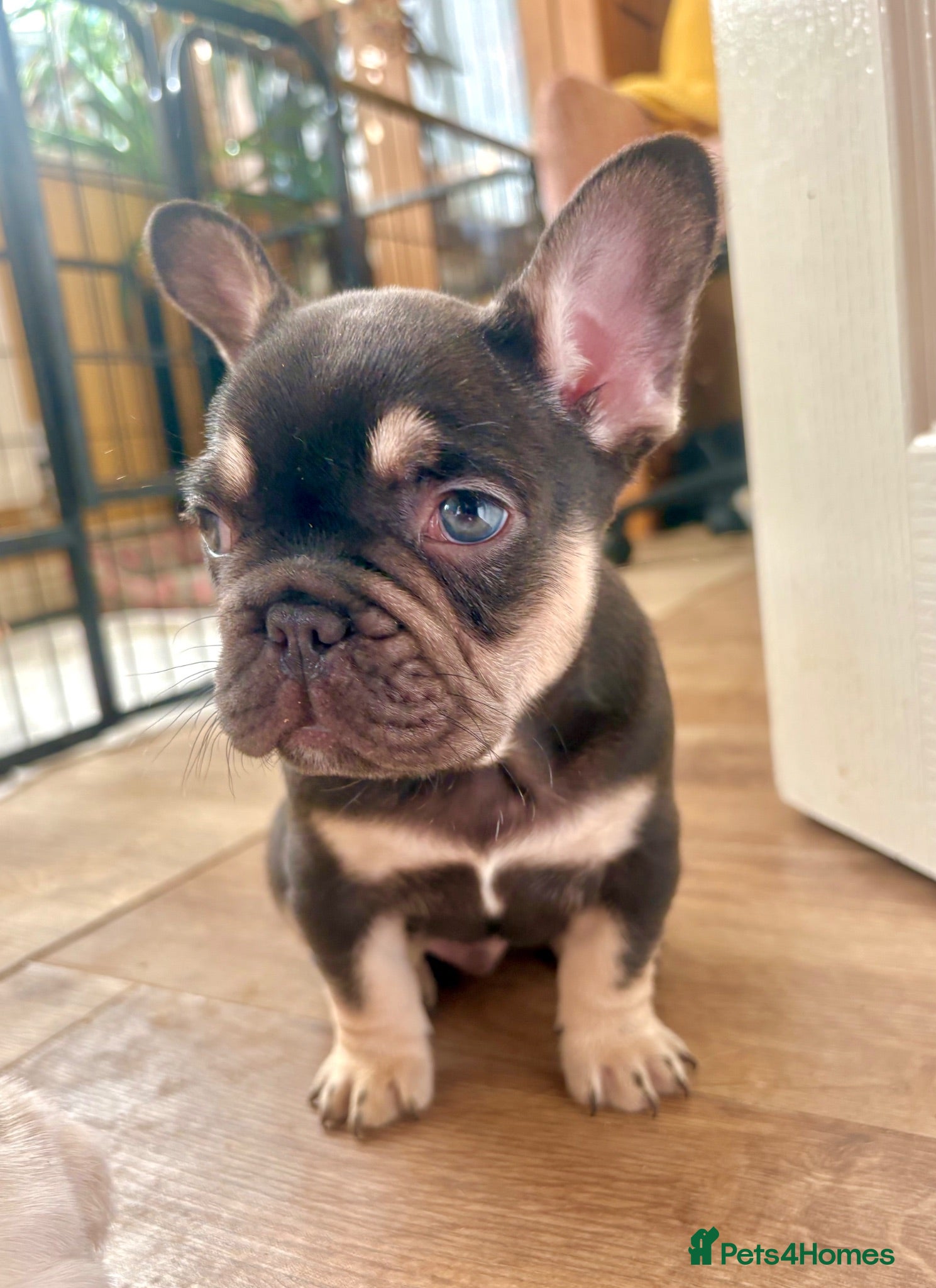 French Bulldog dogs French Bulldog Babies Ready Soon - Advert 8