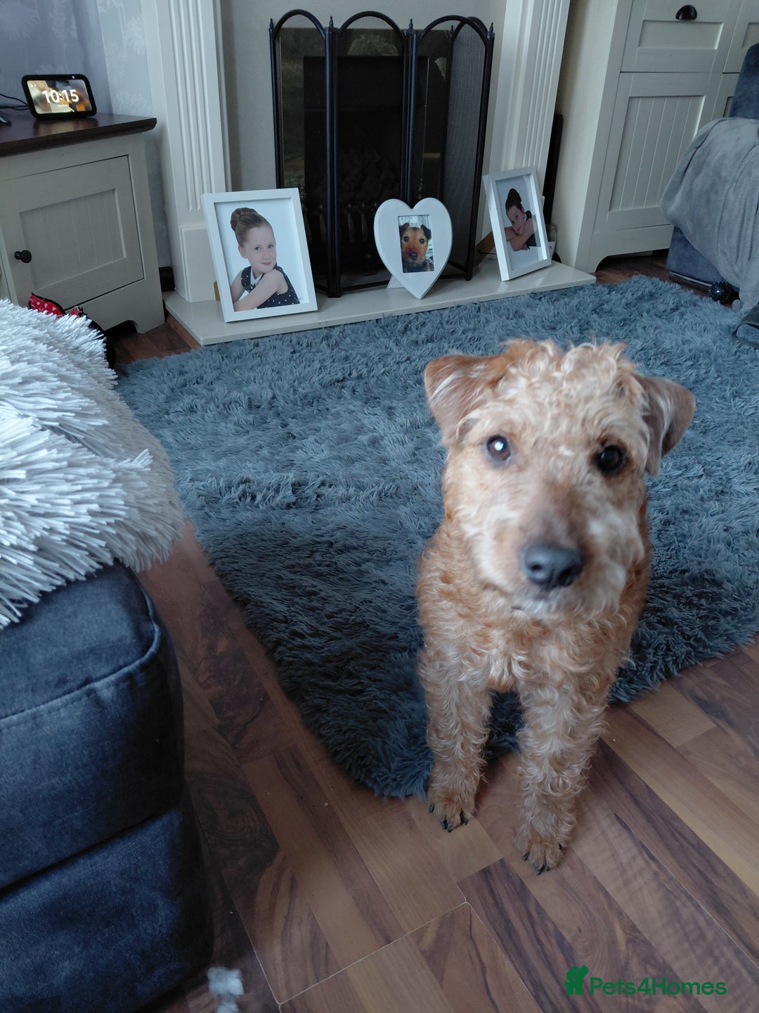 Lakeland Terrier dogs for sale: Lakeland Terrier Pup - Advert 3