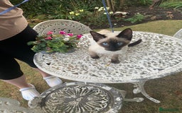 Siamese cats for sale: Siamese X Ragdoll Male kitten, Ready now.  - Image 1
