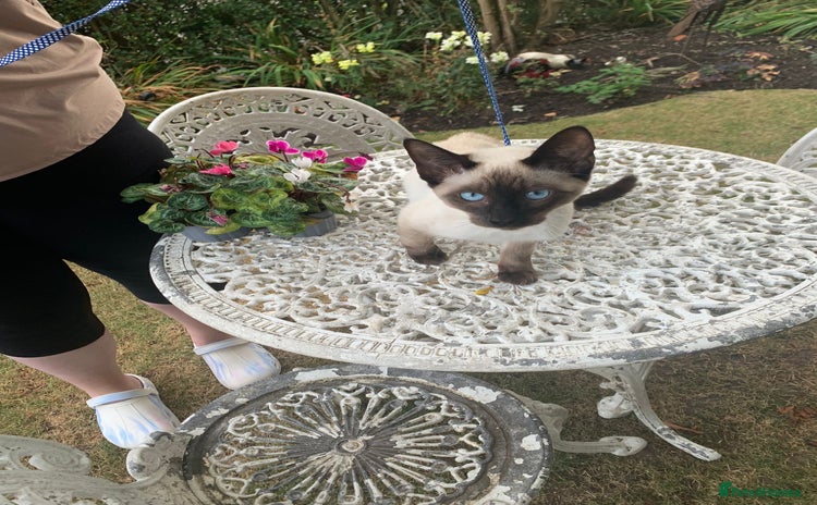 Siamese cats - Advert 1