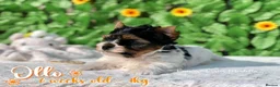 Yorkshire Terrier dogs for sale: One boy left Biewer Terriers! - Advert 10