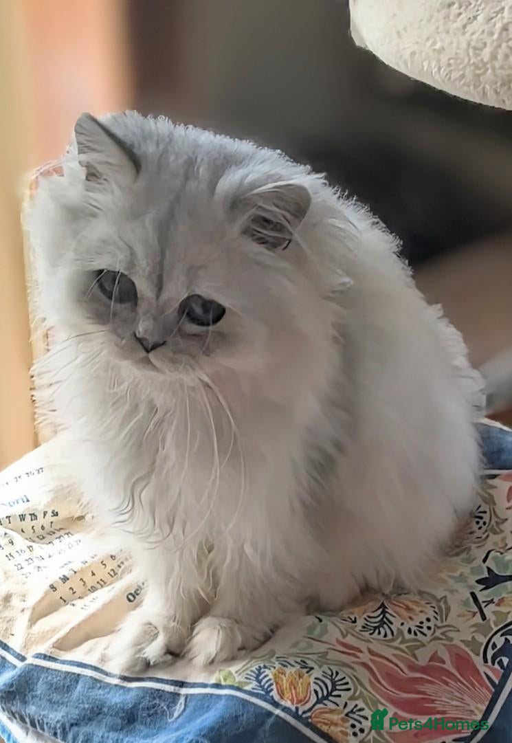 Persian cats  Persian Silver Shaded/Tipped kittens ready now - Advert 1