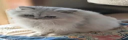 Persian cats for sale:  Persian Silver Shaded/Tipped kittens ready now - Advert 17