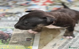 English Bull Terrier dogs for sale: English Bull Terriers Champion Bloodlines  - Image 8