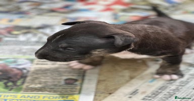 English Bull Terrier dogs - Advert 11