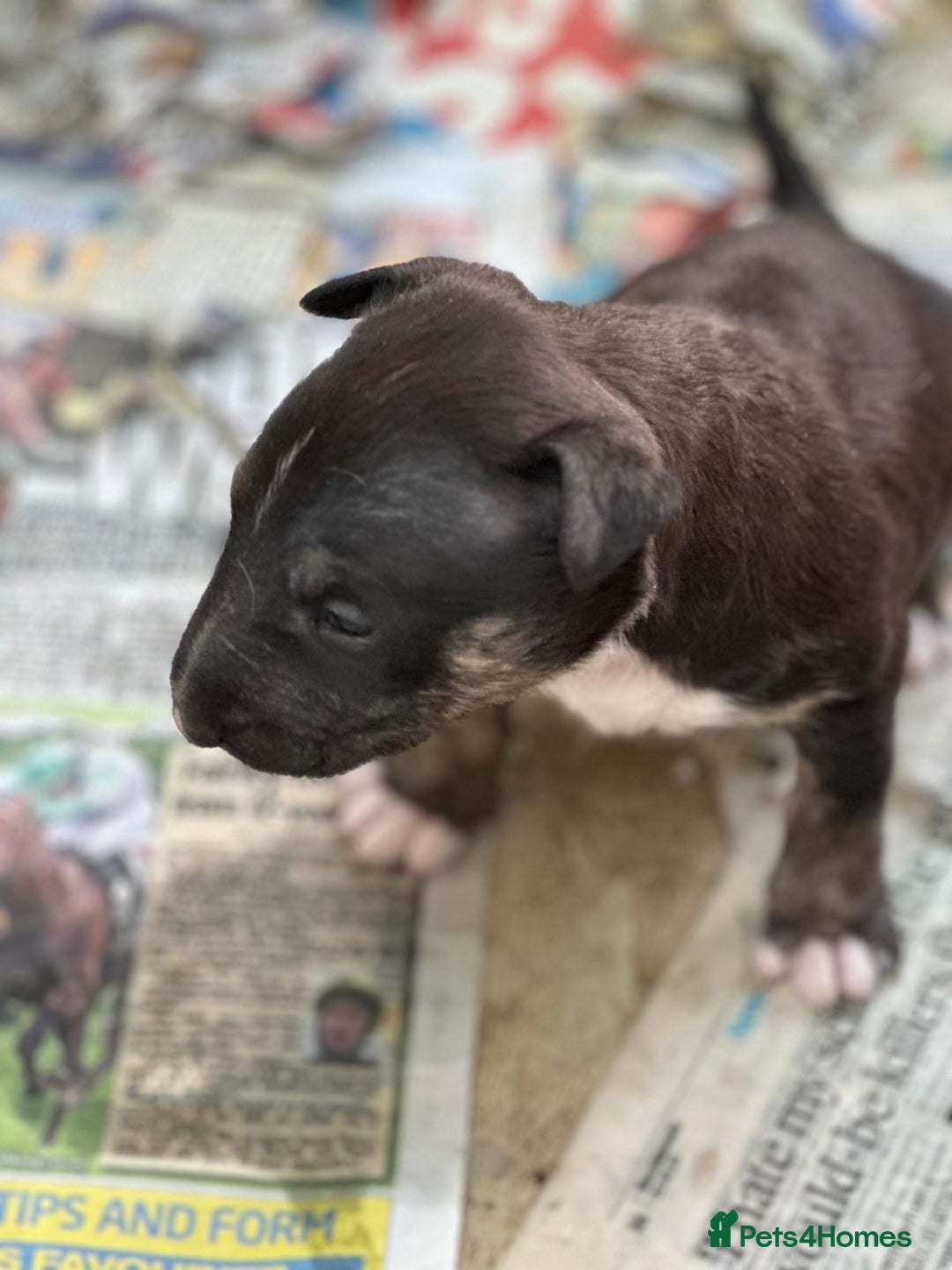 English Bull Terrier dogs for sale: English Bull Terriers Champion Bloodlines  - Image 8