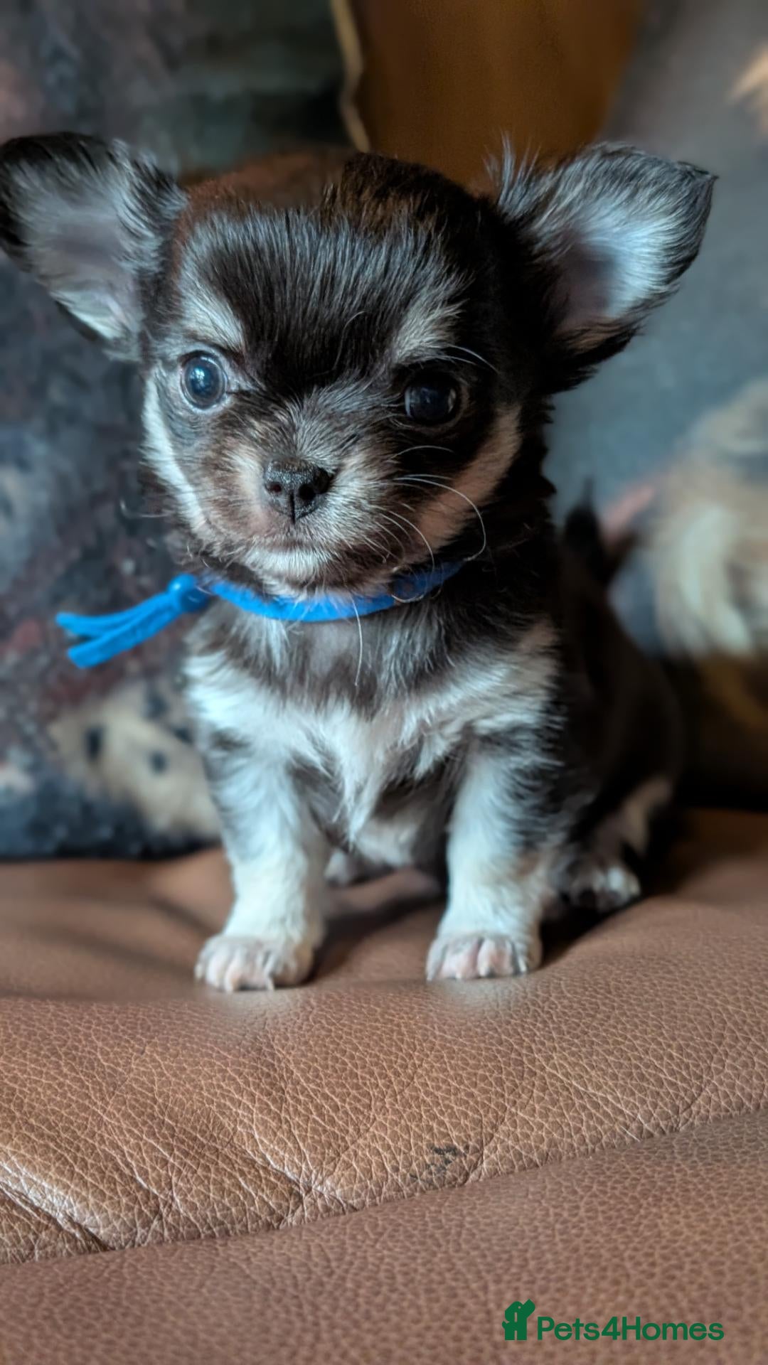 Chihuahua dogs 5⭐ KC reg Tiny long hair chihuahua  - Advert 14