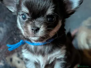 Chihuahua dogs 5⭐ KC reg Tiny long hair chihuahua - Advert 1