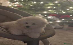 Bichon Frise dogs for sale: ✨ Bichon Frisé Puppies from Champion Bloodlines ✨ - Image 10