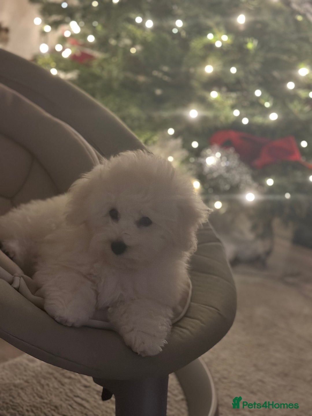 Bichon Frise dogs for sale: ✨ Bichon Frisé Puppies from Champion Bloodlines ✨ - Image 10