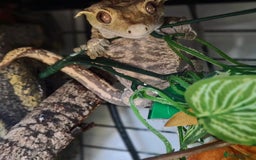 Gecko reptiles for sale: Crested Gecko Male Boy Reptile  - Image 5