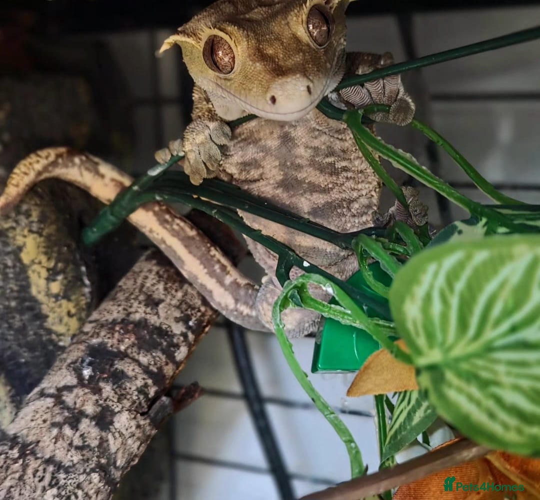 Gecko reptiles for sale: Crested Gecko Male Boy Reptile  - Image 5