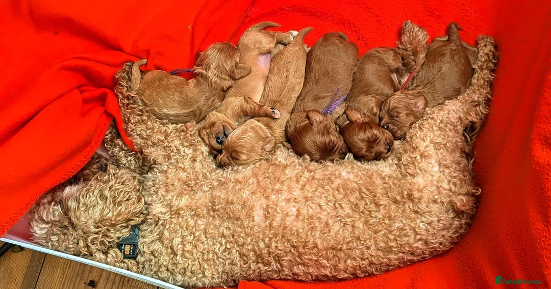 Cavapoo dogs for sale: Gorgeous, rare 'Splash' Cavapoo puppies - Advert 11