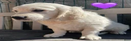 Golden Retriever dogs for sale: KC Registered Golden Retrievers - Advert 3