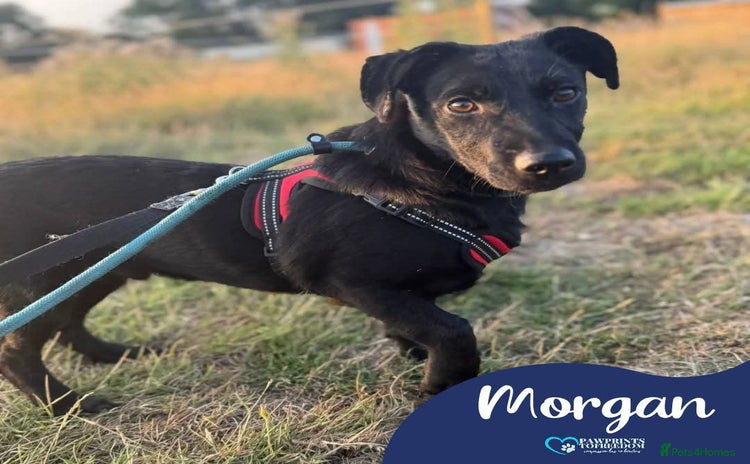 Mixed Breed dogs - Advert 2