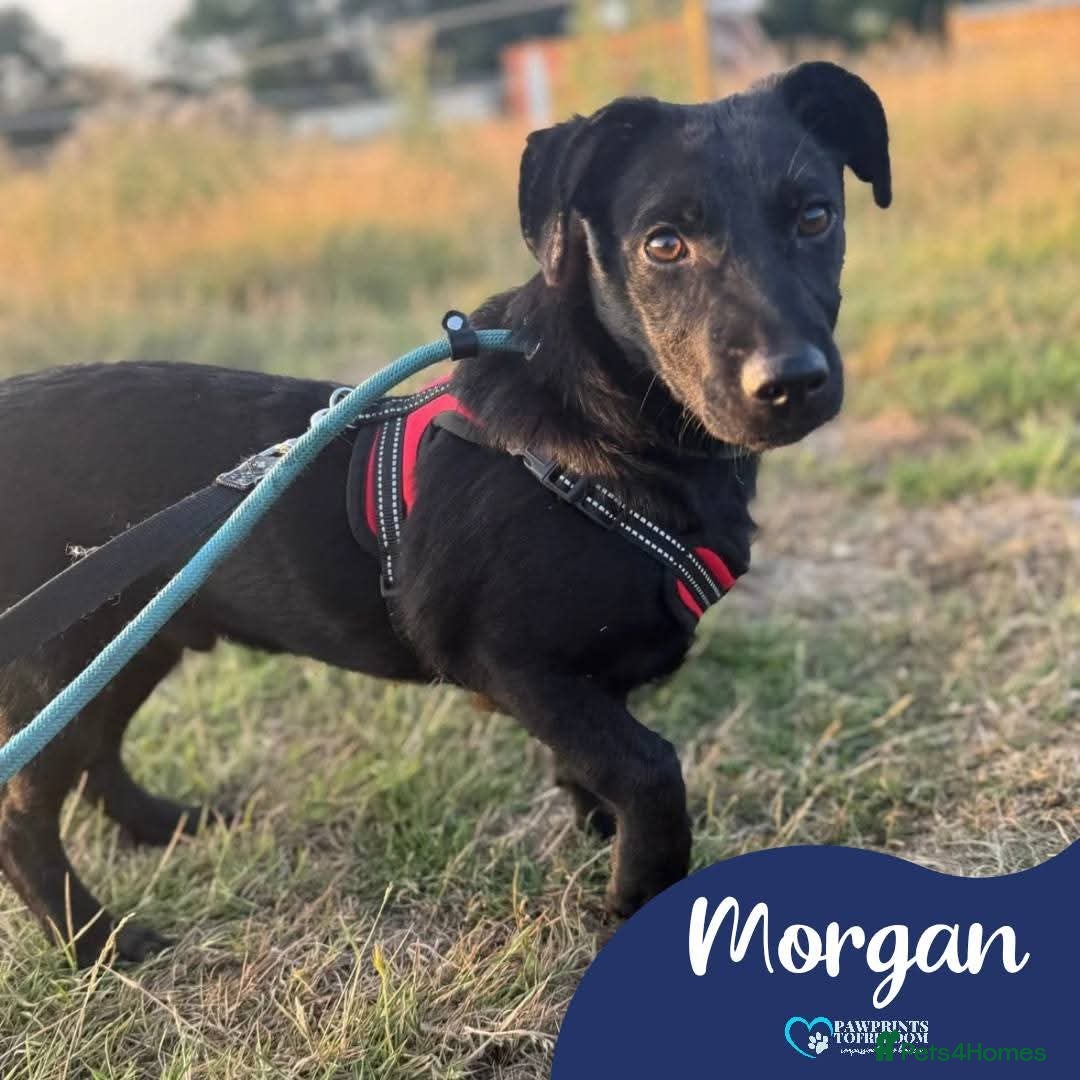 Mixed Breed dogs for adoption: Meet Morgan, currently residing in Surrey - Image 1