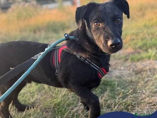 Mixed Breed dogs - Advert 26