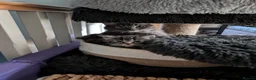 Ragdoll cats for sale: Ragdoll Cross Kittens - Advert 2