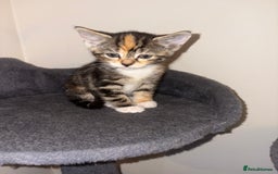 Domestic Shorthair cats for sale: Kittens looking for forever home.  - Image 2
