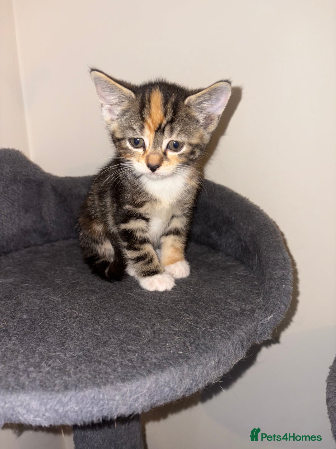 Domestic Shorthair cats for sale: Kittens looking for forever home.  - Image 2