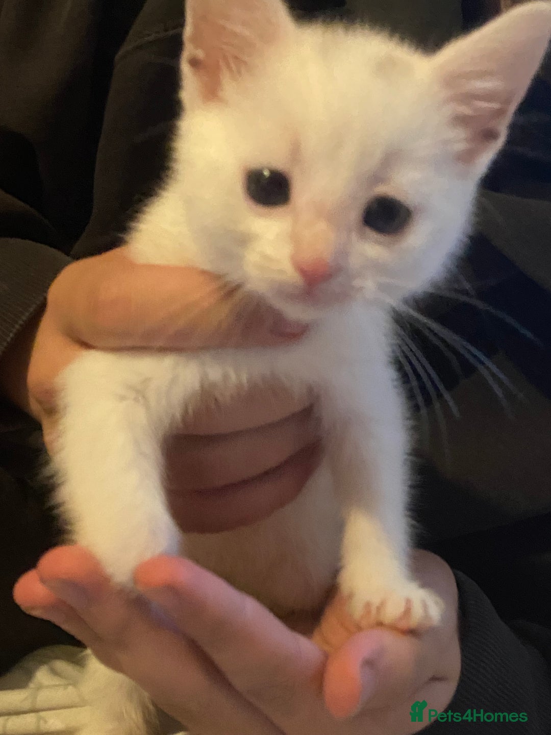 Bombay cats for sale: Kittens  - Image 8