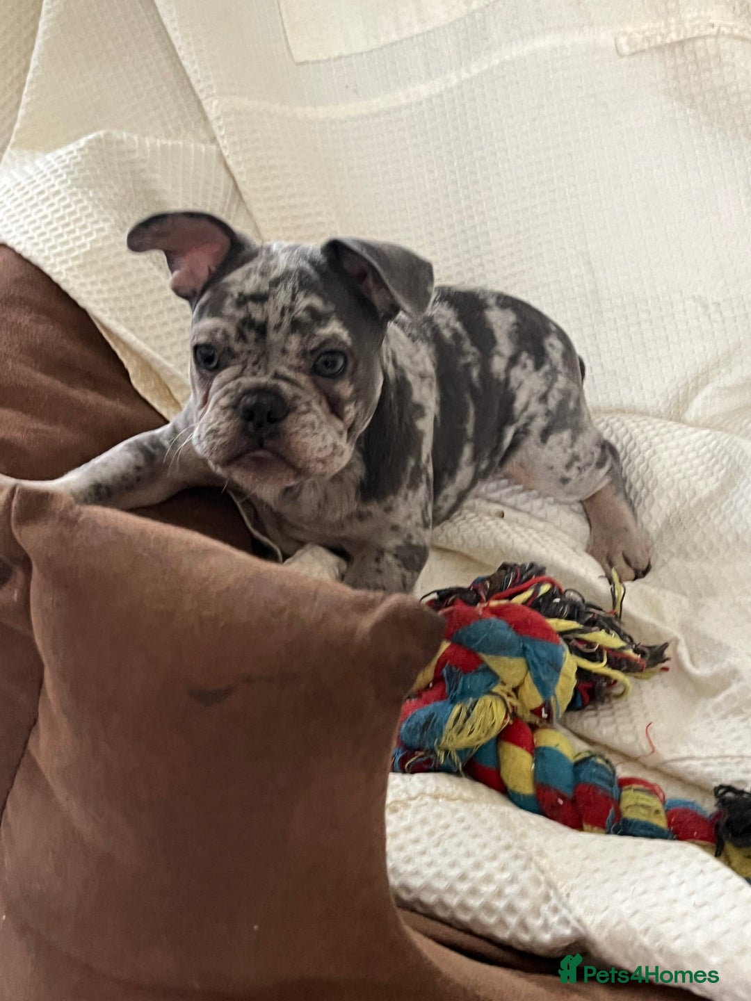 French Bulldog dogs for sale: 🚨🚨adorable French bulldog pups for sale 🚨🚨 - Image 39