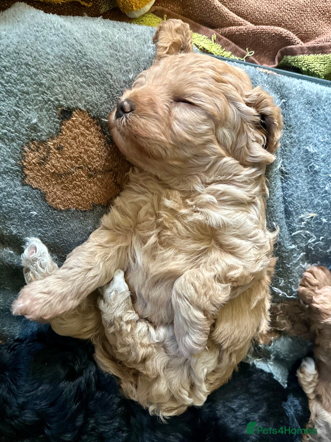 Cavapoo dogs for sale: Beautiful F1b cavapoo puppies - Image 9