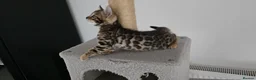 Bengal cats for sale: Beautiful boy bengal  in Tadworth - Advert 4
