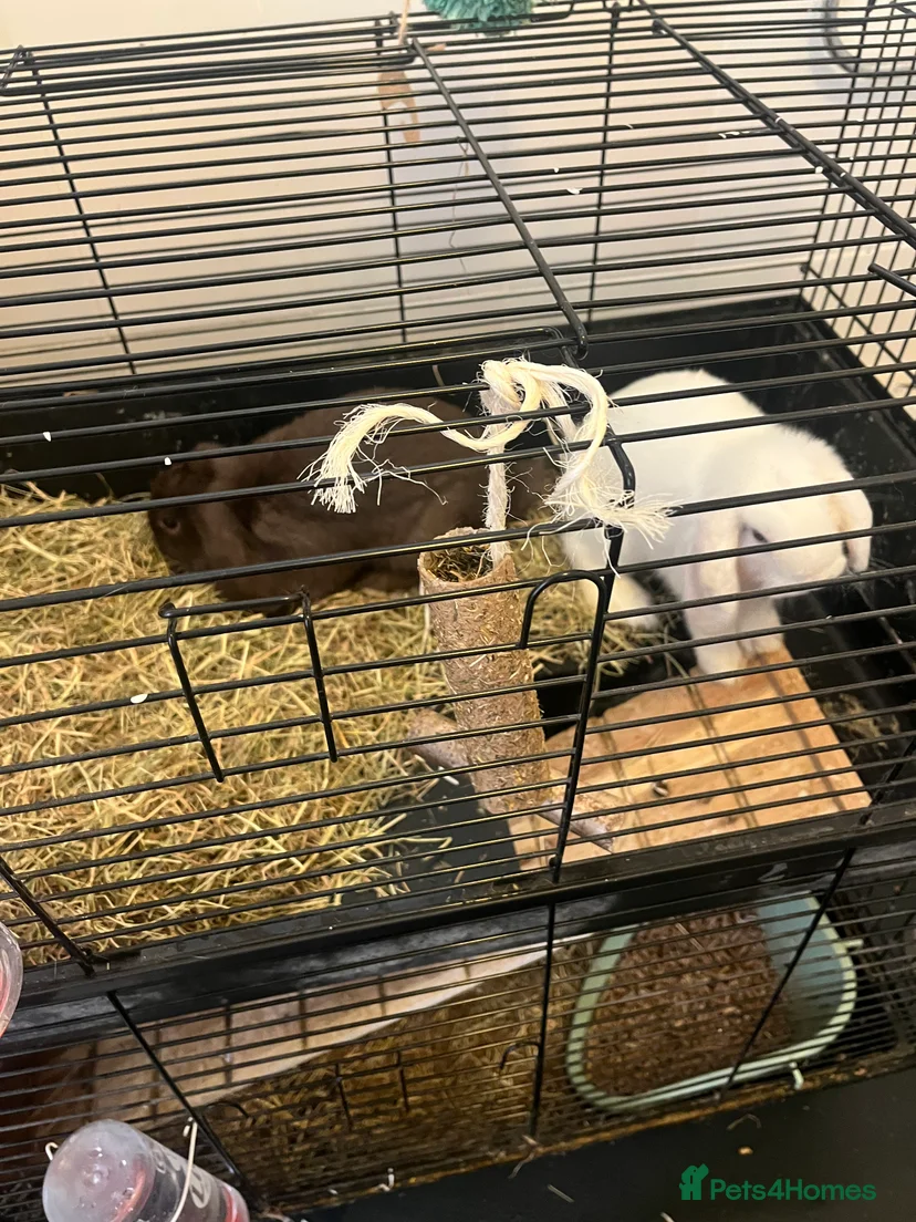 Two male Bunnies for sale in Pontypool | Pets4Homes