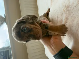 Miniature Dachshund dogs Beautiful Mini Dachshund Puppies - Advert 1