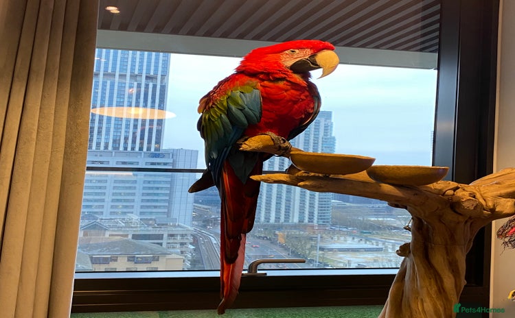 Macaws birds - Advert 1