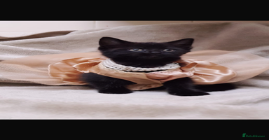 Mixed Breed cats - Advert 13
