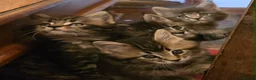 Maine Coon cats for sale: Big Strong Maine Coon Kittens - Advert 5