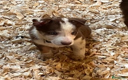 Border Collie dogs for sale: Border collie puppies  - Image 1