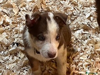 Border Collie dogs for sale - Advert 1