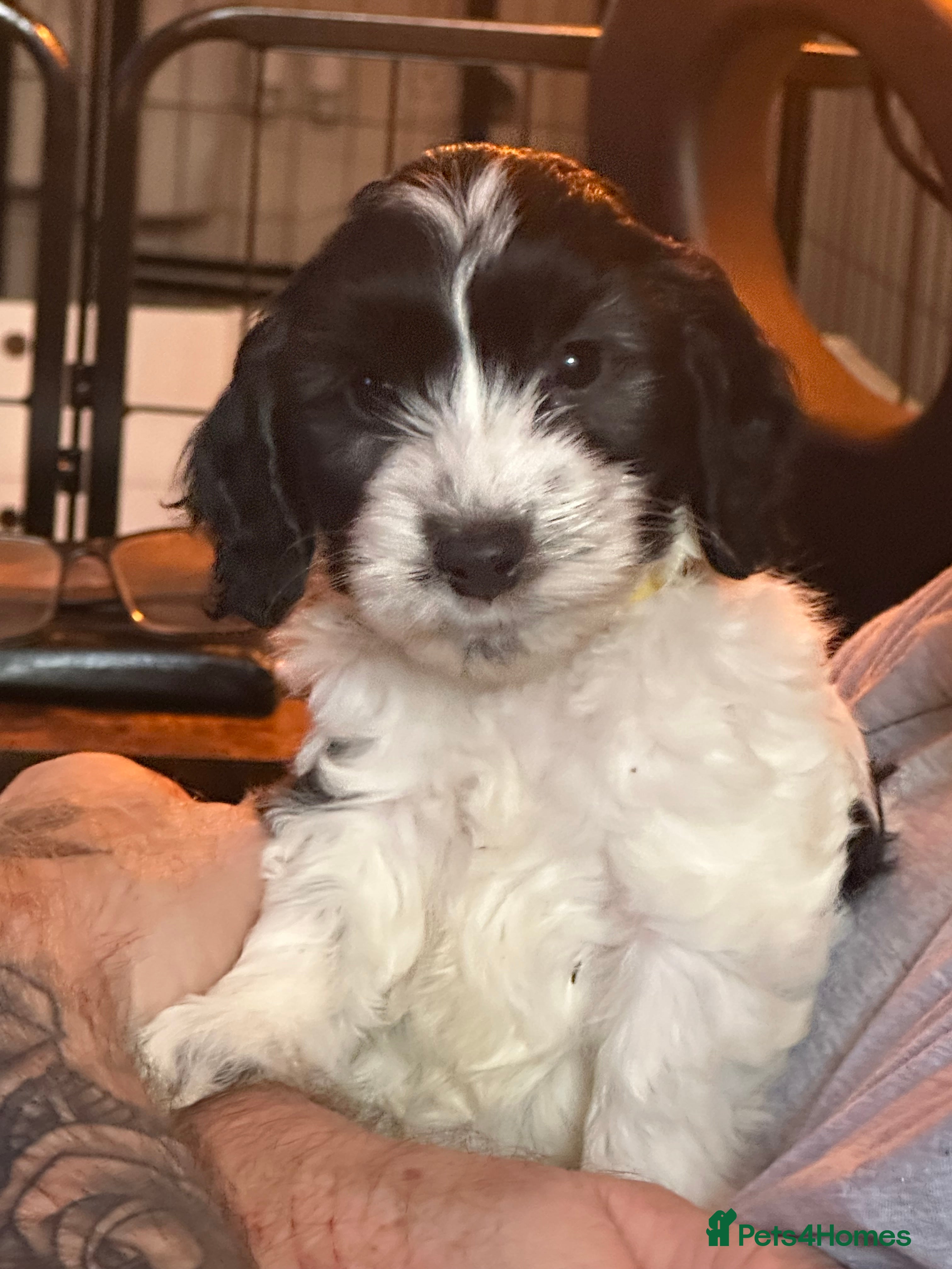 Cockapoo dogs Stunning cockapoos - Advert 6