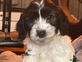 Cockapoo dogs Stunning cockapoos - Advert 6